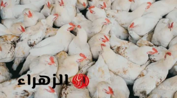 تطور جديد في البورصة.. سعر كيلو الفراخ البيضاء اليوم الثلاثاء 7 أكتوبر بالأسواق 1